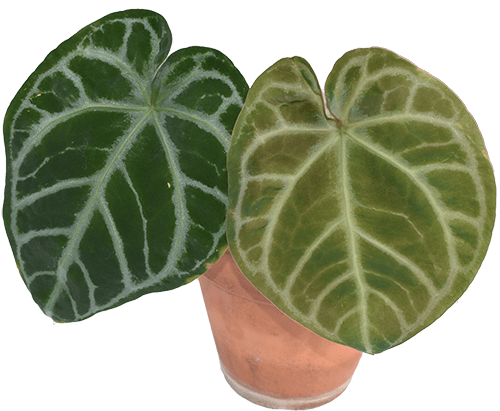velvet leaf anthurium