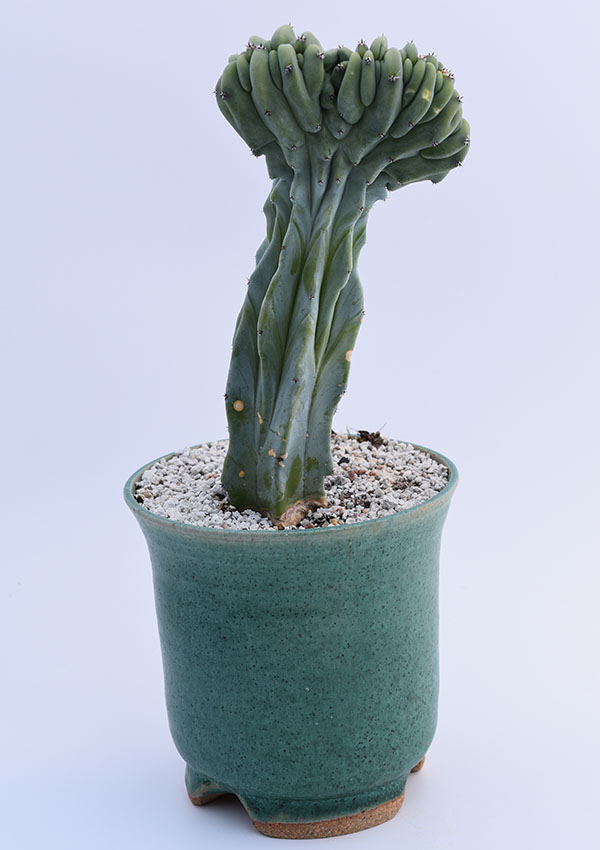 crested myrtillocactus