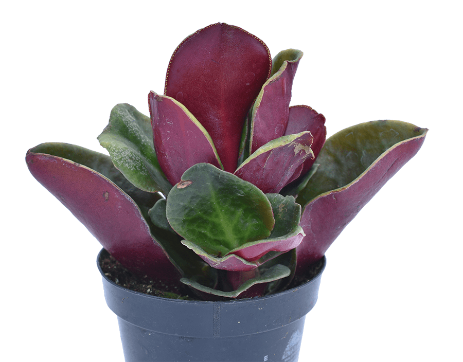 crassula