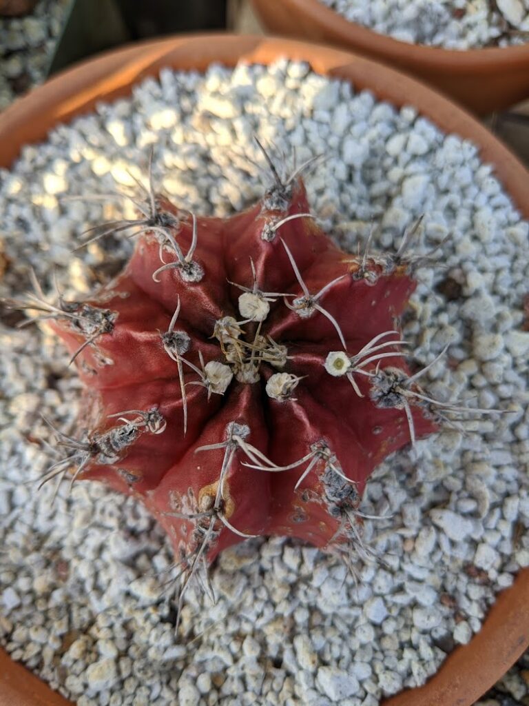 gymnocalycium top view