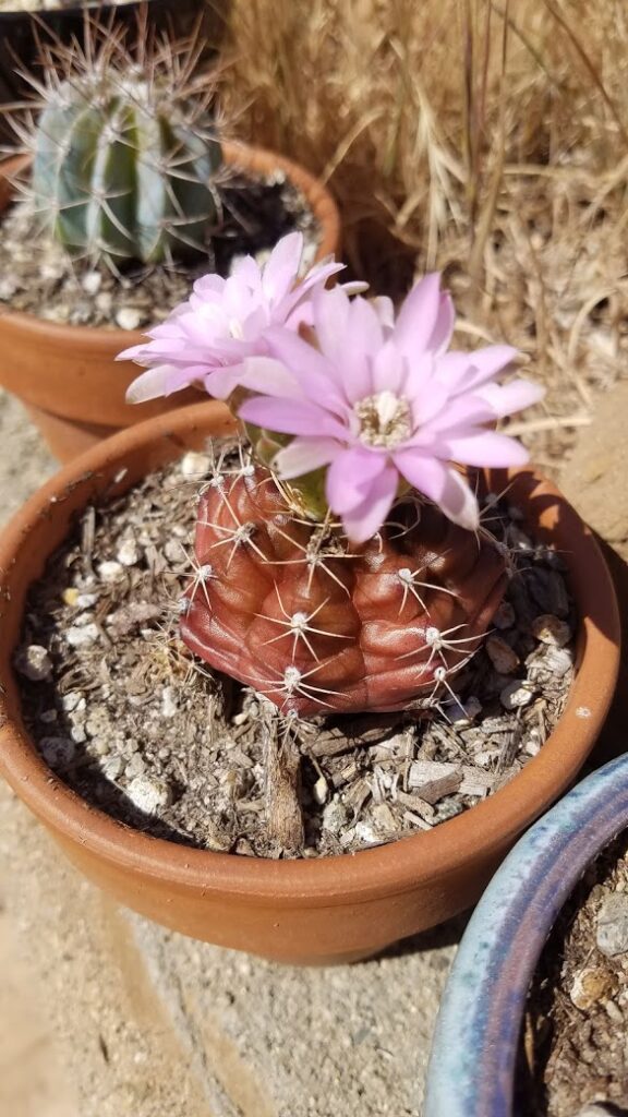 gymnocalycium damsii