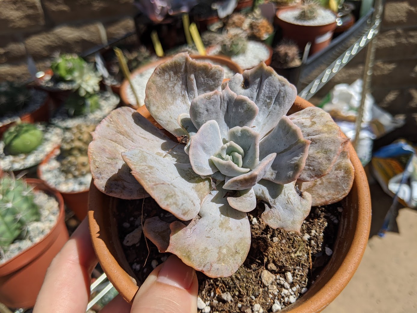 echeveria lilacina