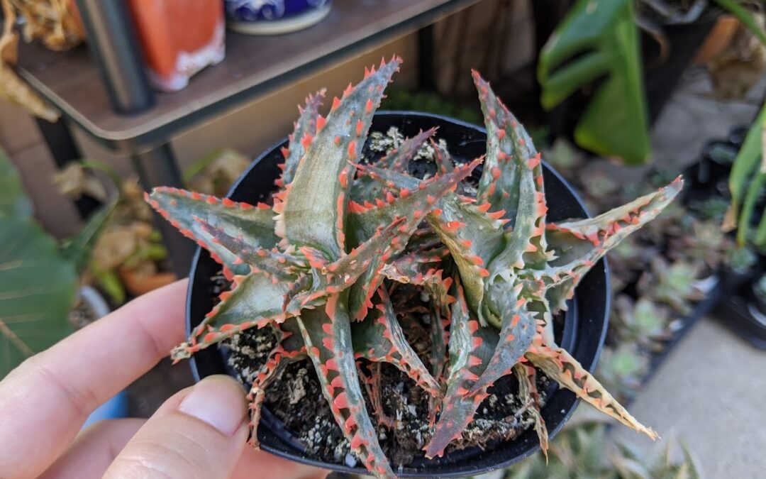 What To Do When You’ve Sunburnt Your Cactus or Succulent