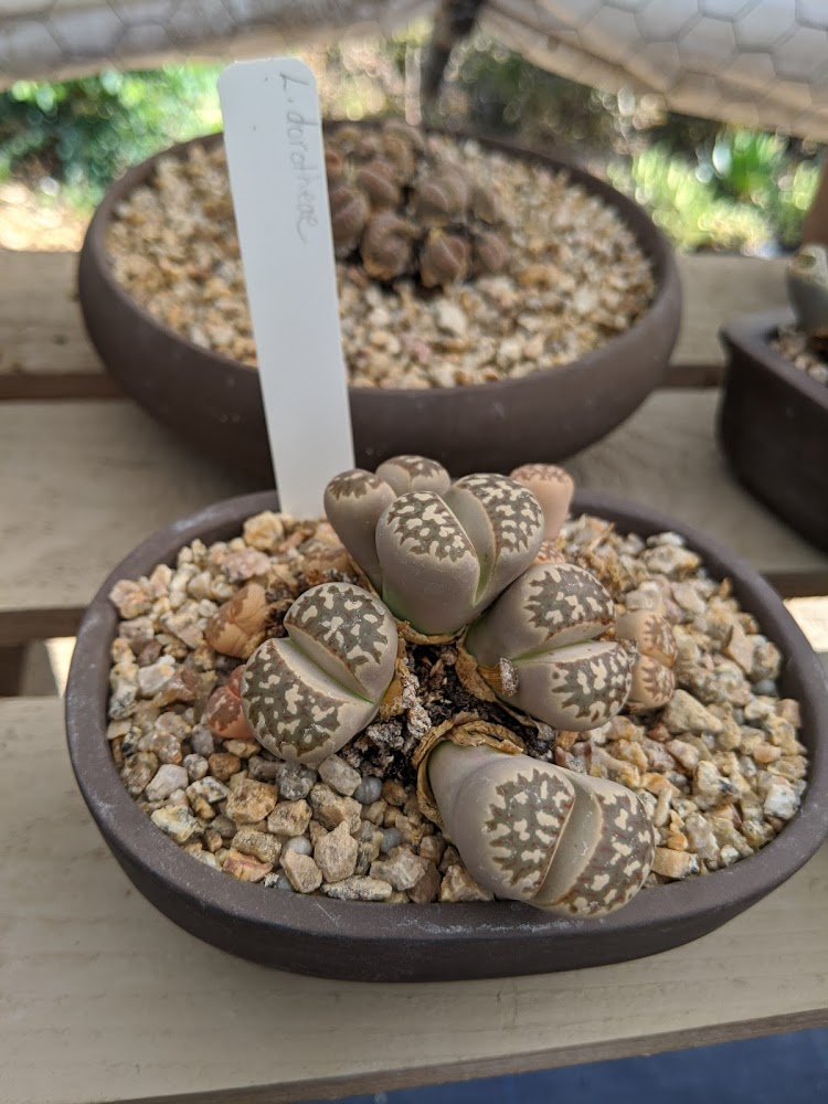 lithops dorothiae