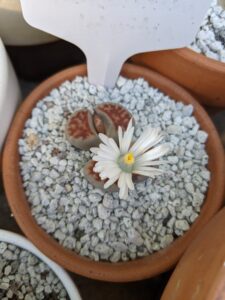 lithops karasmontana