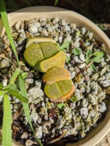lithops leslei