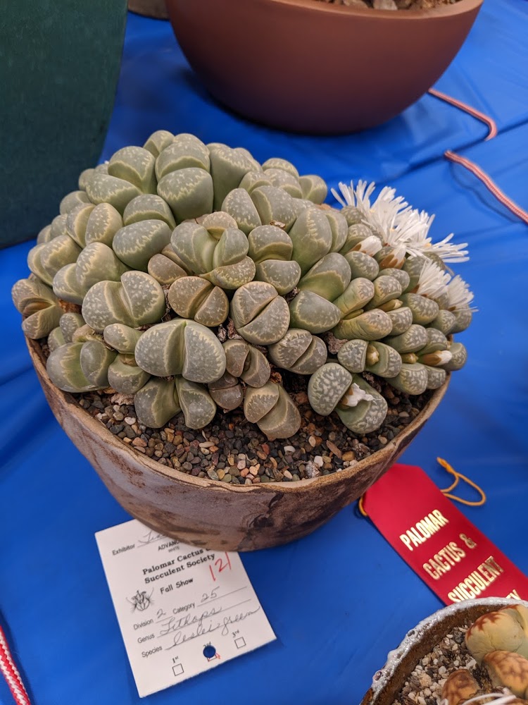 lithops lesliei 