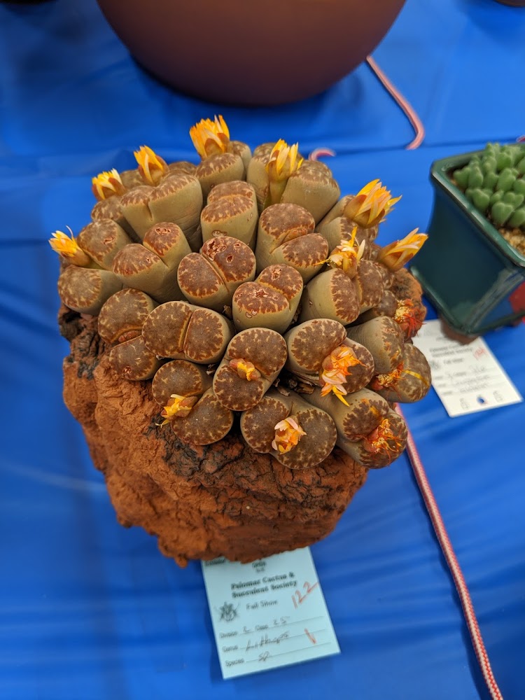 lithops