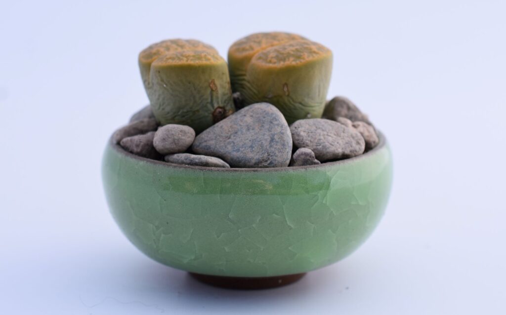 lithops leslei