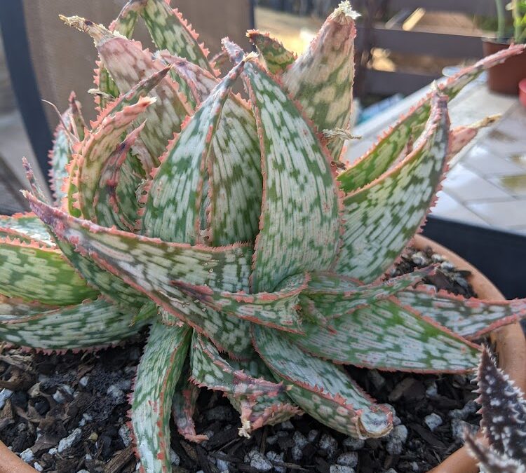 Plant Haul – New Plants for October