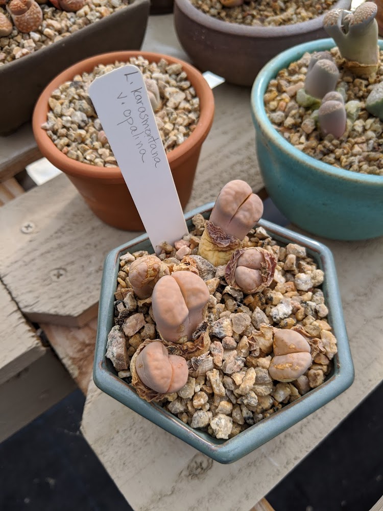 lithops opalina