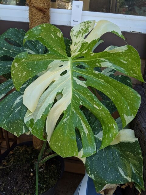 Care Diary - Monstera Deliciosa Var. Thai Constellation - Trex Plants