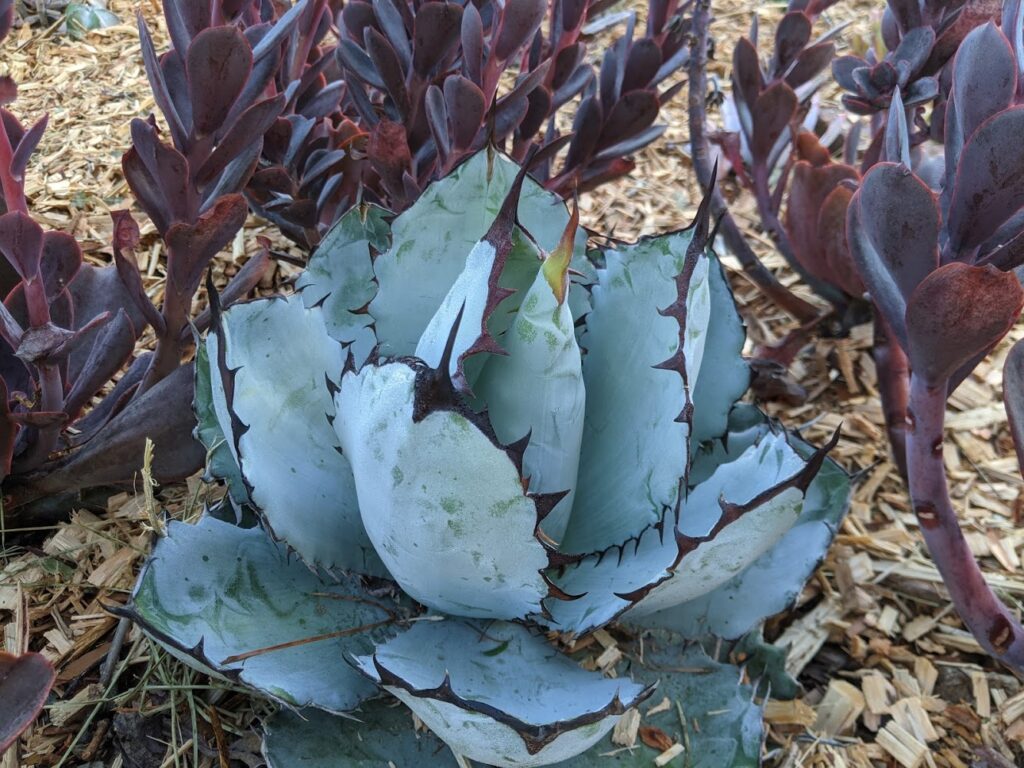 agave titanota 