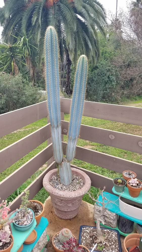 Felicia the Pilosocereus