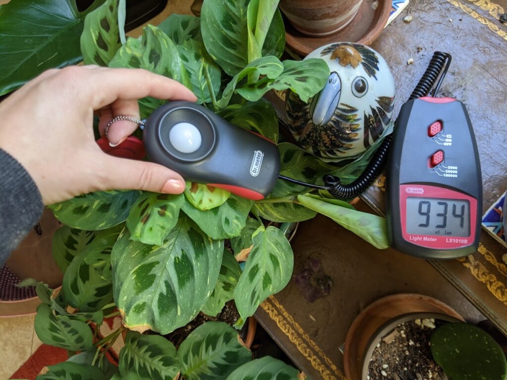 maranta lighting intensity