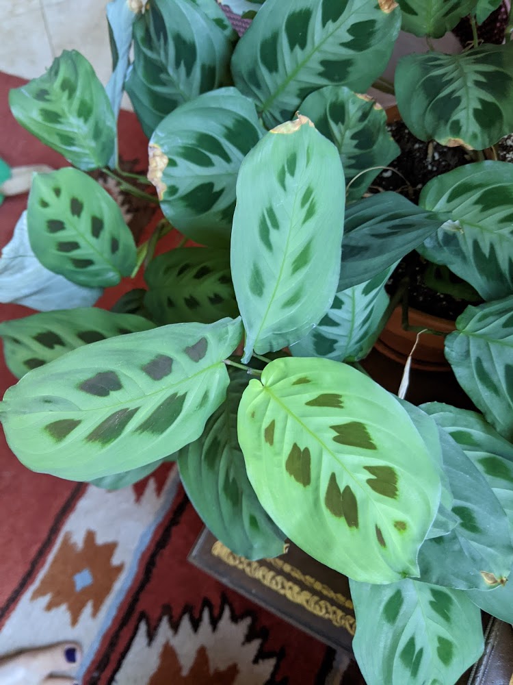 maranta rabbit tracks 