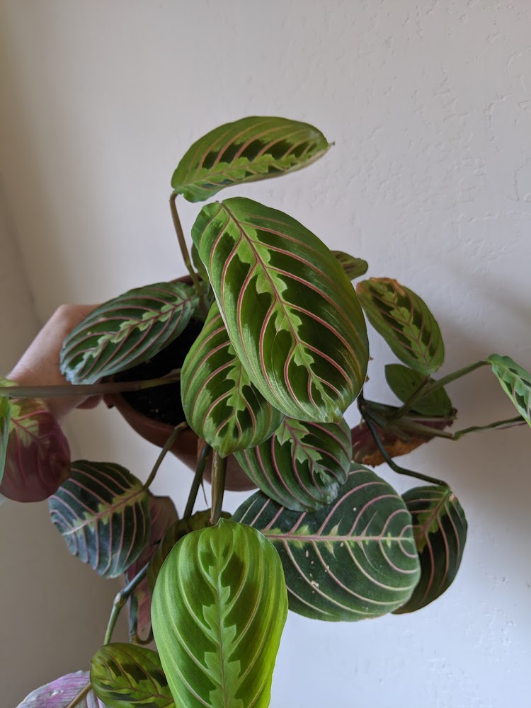 red maranta