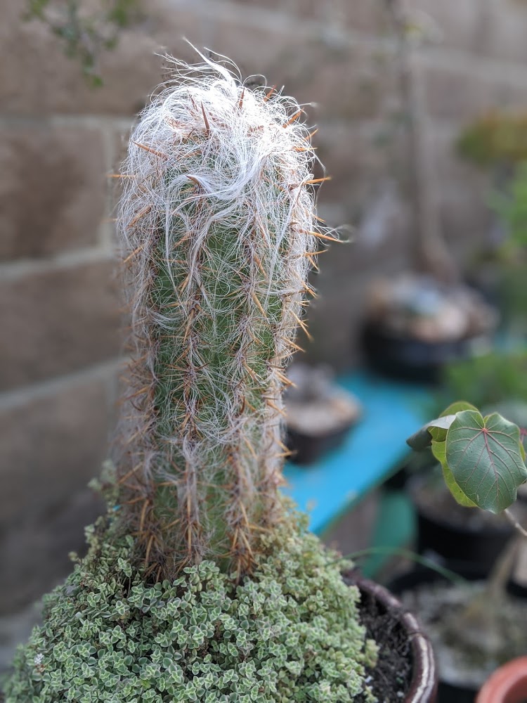 old man of the andes