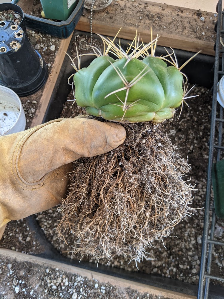 gymnocalycium horstii