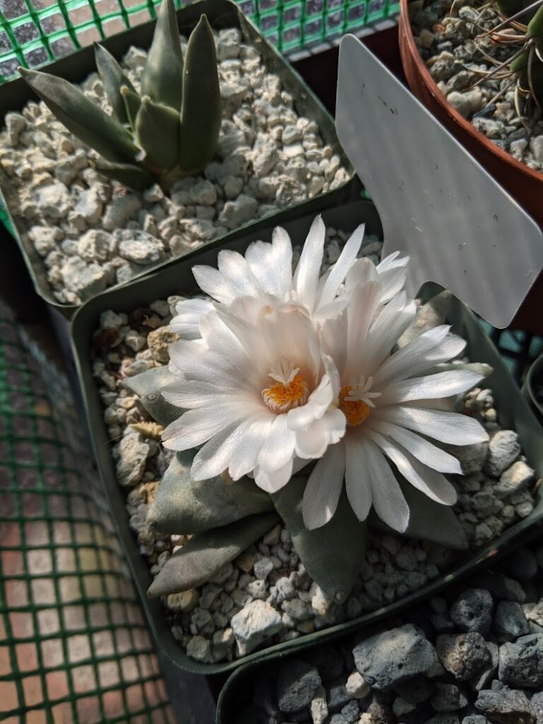 ariocarpus retusus