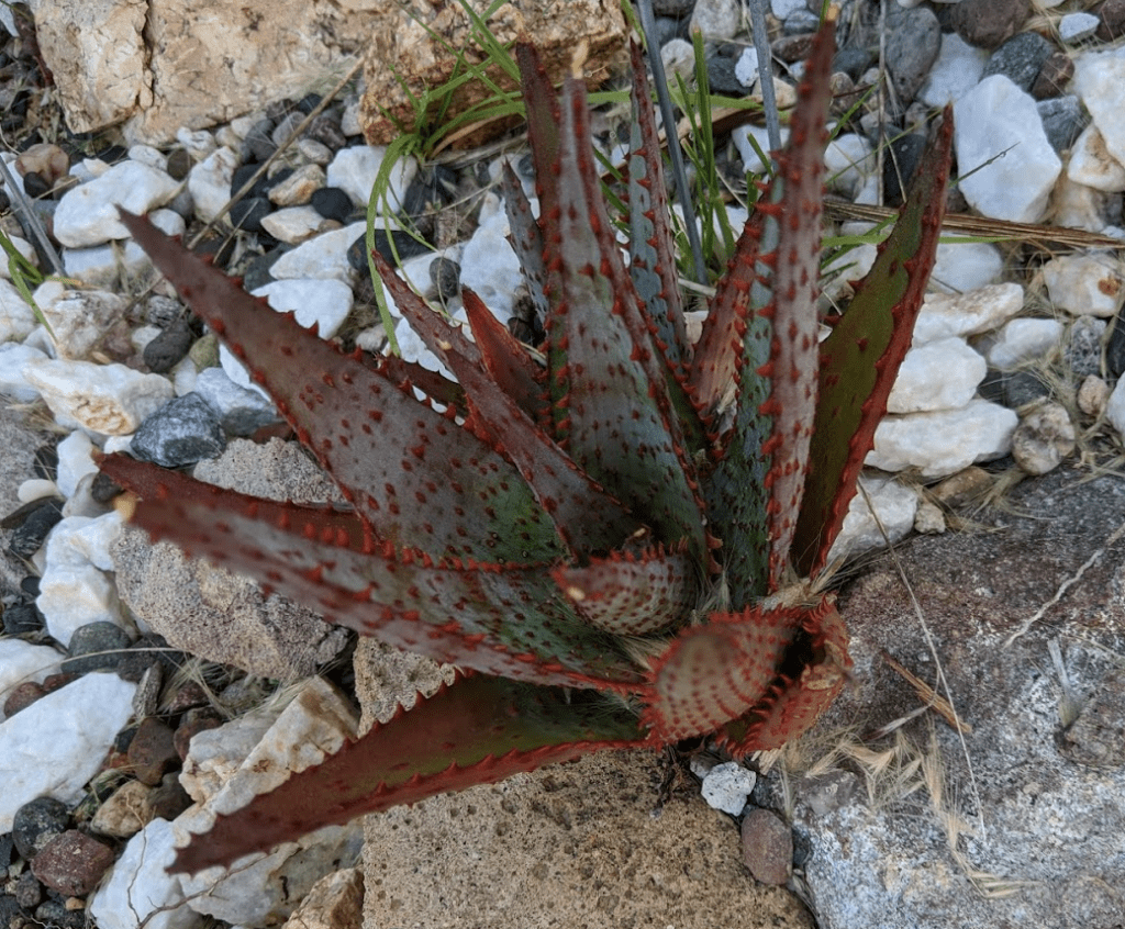 AJR outdoors dec 2020 aloe AJR