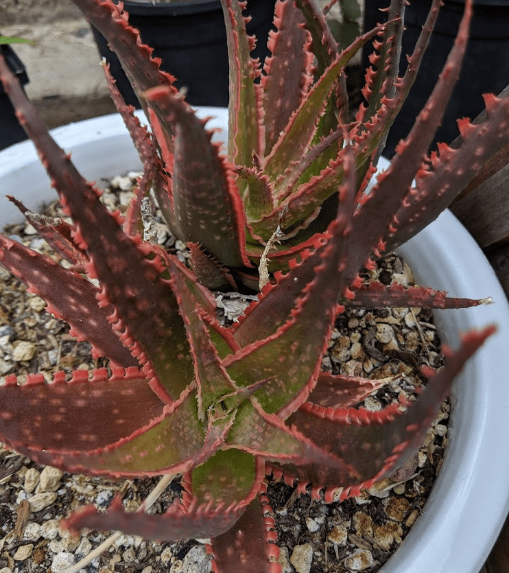 Coral Fire Sun stress Aloe coral fire