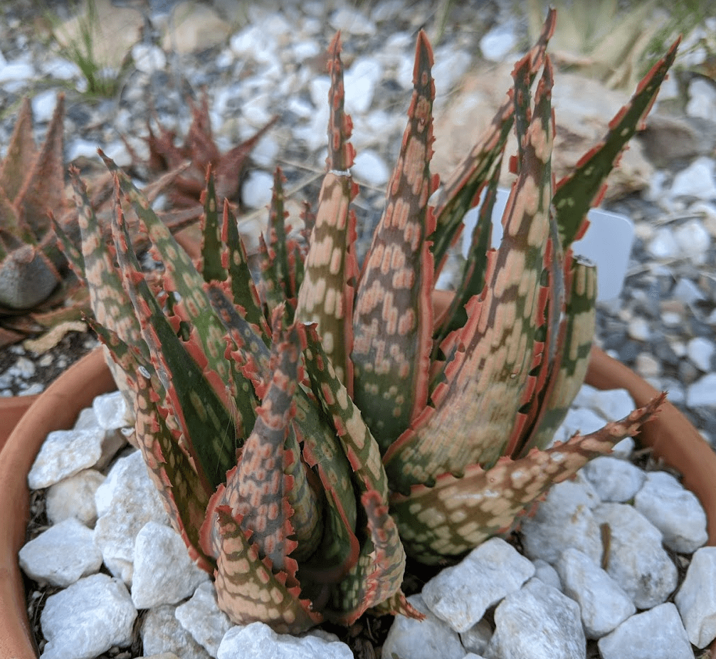 Aloe Krakatoa