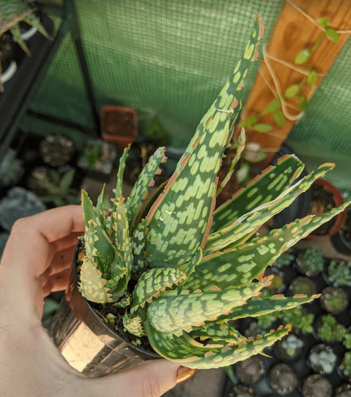 Aloe krakatoa