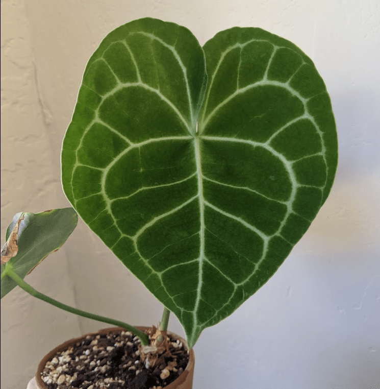 Anthurium clarinervium perfect leaf