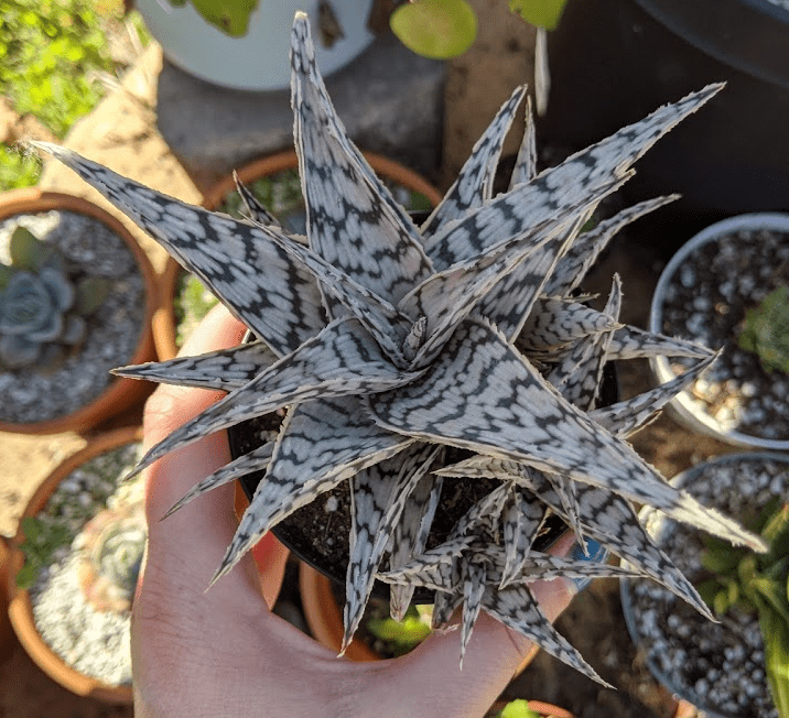 blizzard aloe blizzard