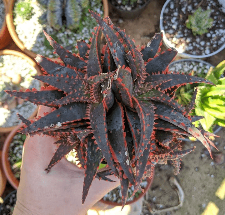 christmas sleigh Aloe Christmas Sleigh