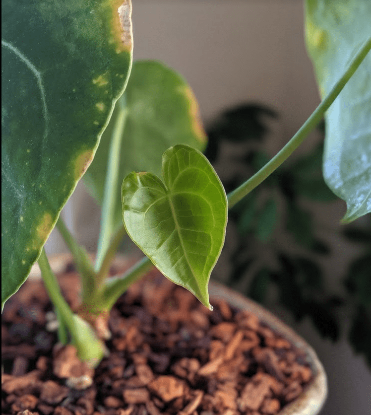 Anthurium clarinervium new leaf