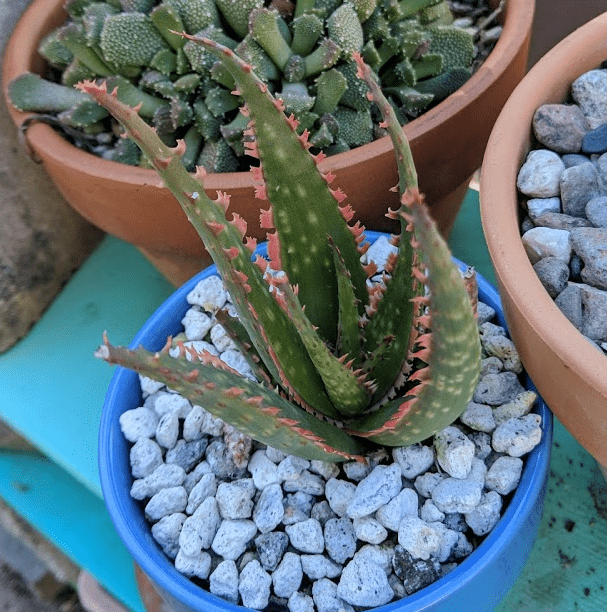 coral fire aloe coral fire