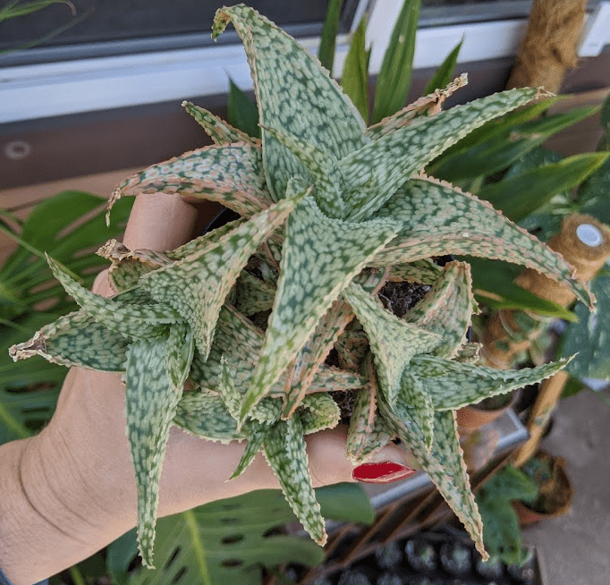 delta dawn Aloe Delta Dawn