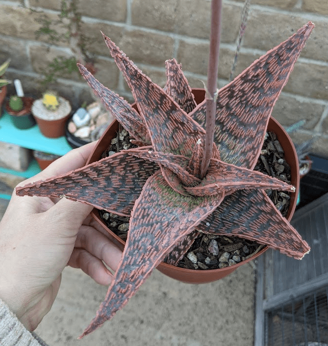 delta rose Aloe Delta Rose
