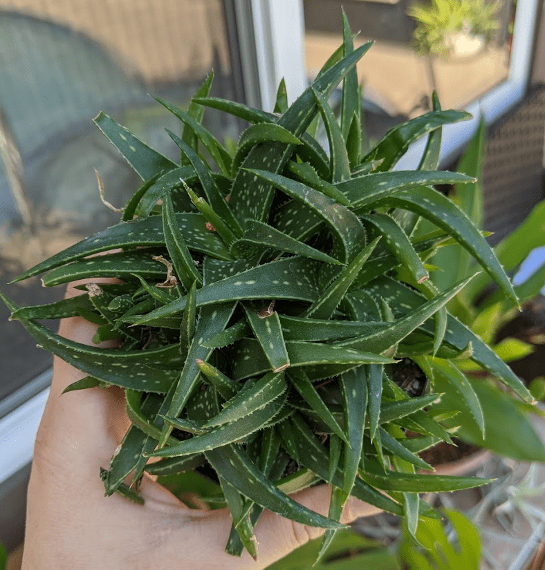 firebird aloe firebird