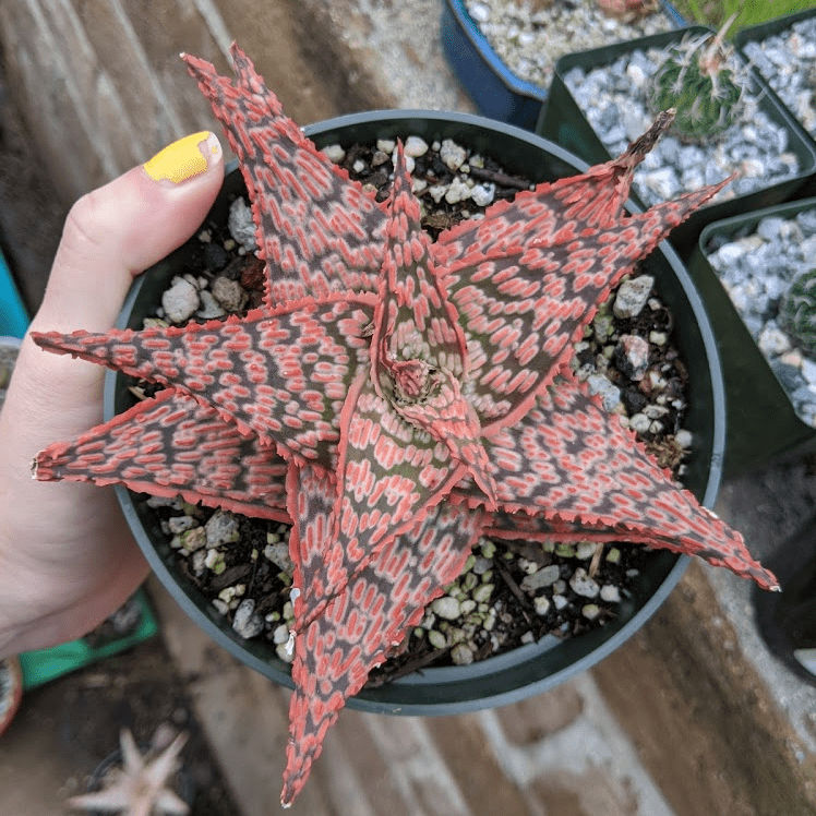 firecracker Aloe Firecracker