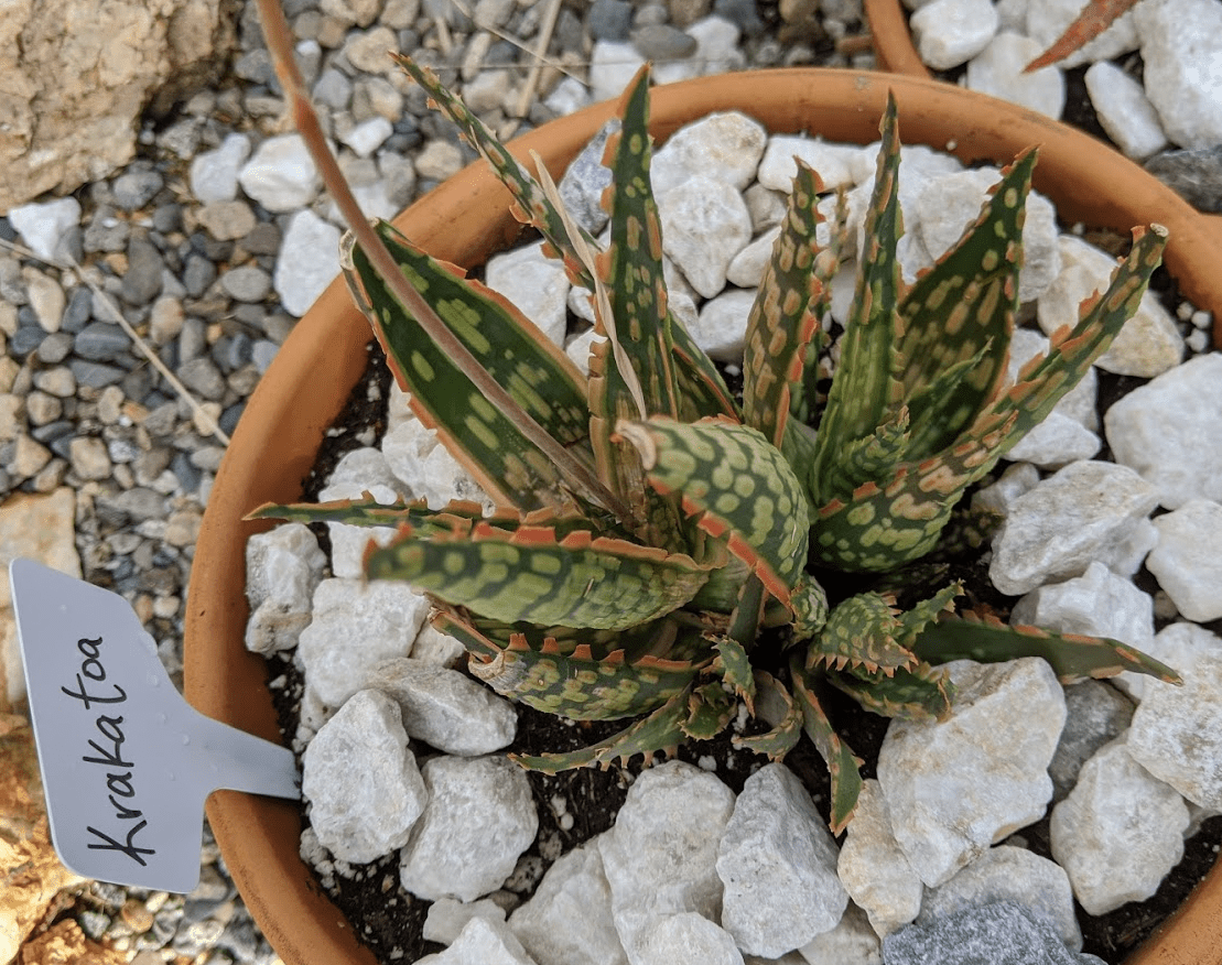 Aloe krakatoa