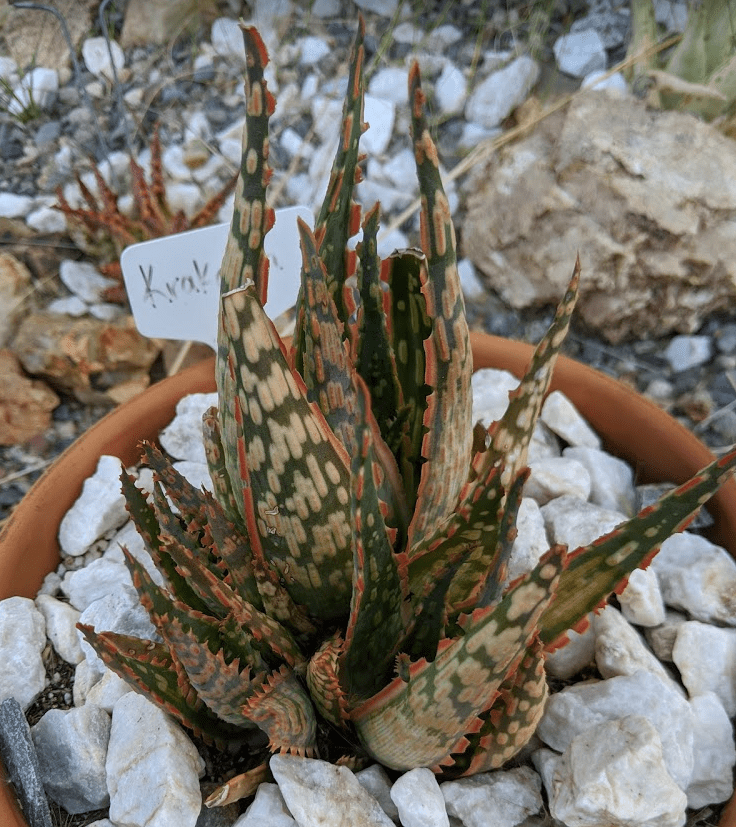 Aloe krakatoa sun stress