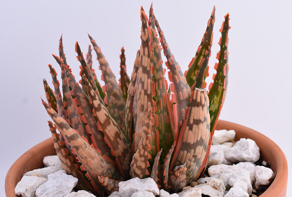 Care Diary: Designer Aloe Hybrid “Krakatoa”