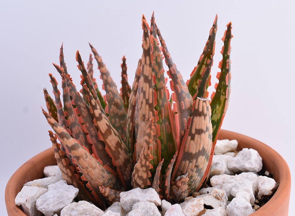 Aloe Krakatoa