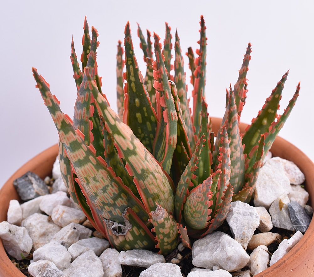 Aloe Krakatoa