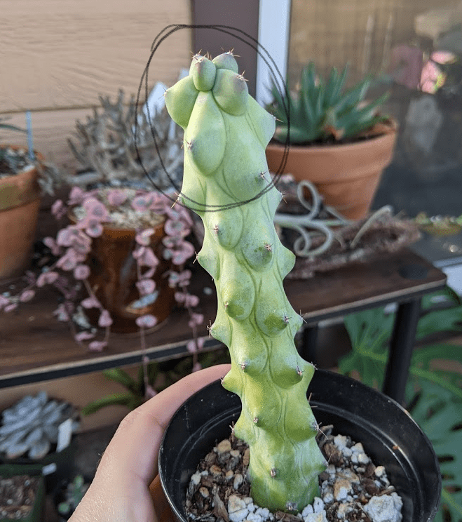 new growth booby cactus
