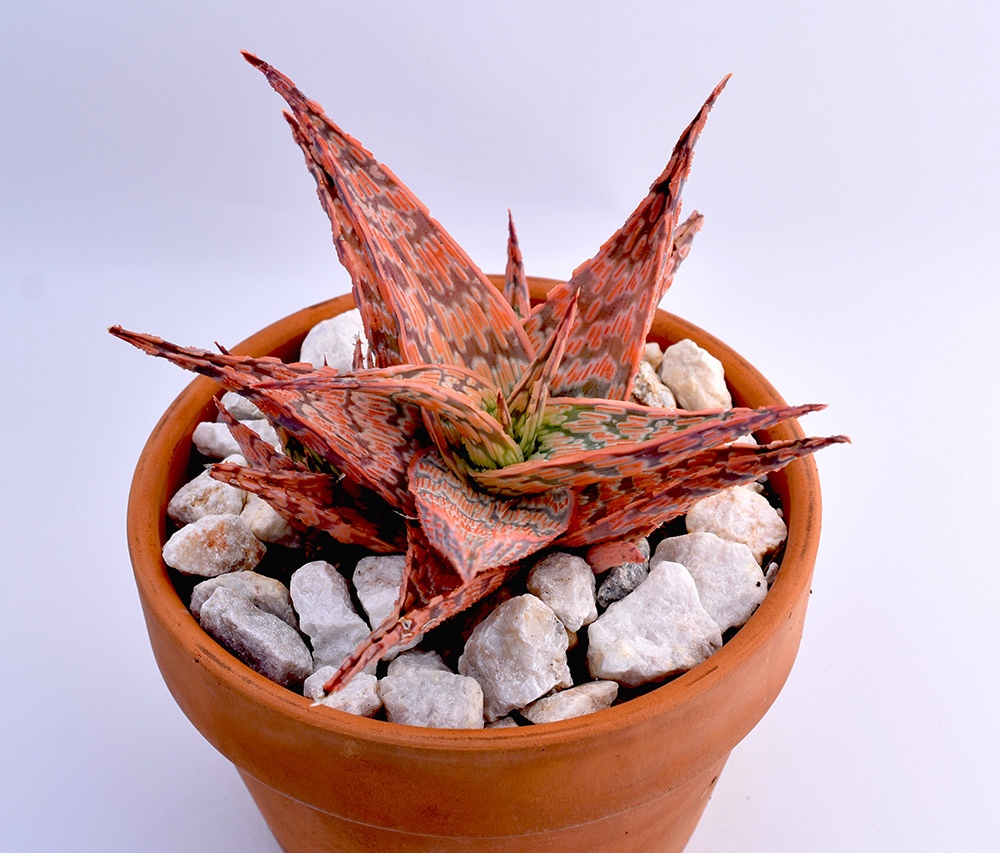 Aloe cv. Pink blush, Succulents