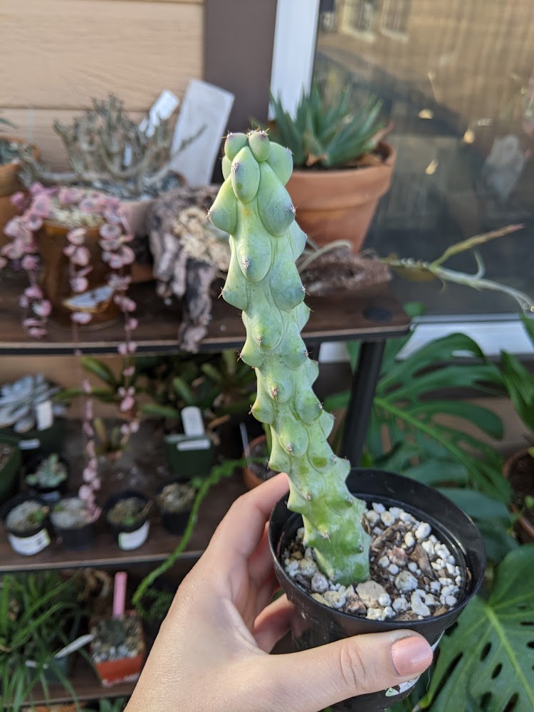 Boobie Cactus – Rooted