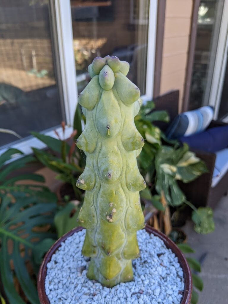 booby cactus