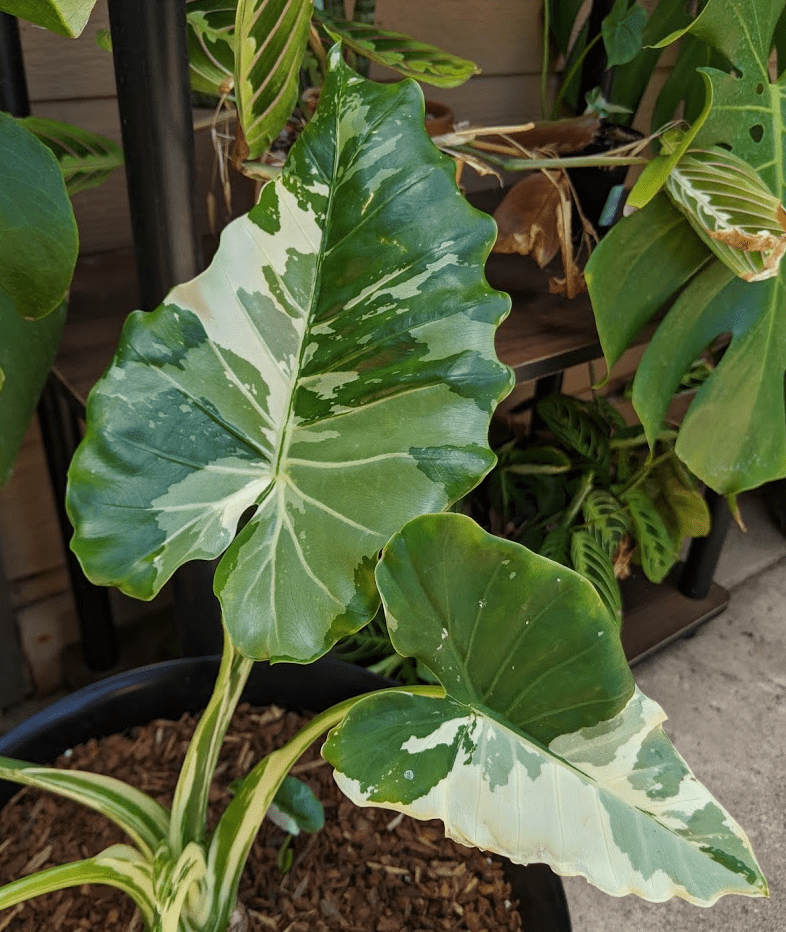 July 2020 Alocasia Okinawa Silver