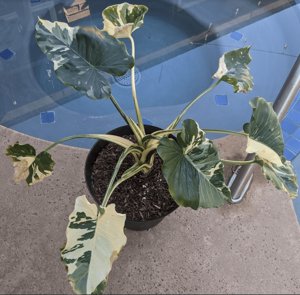 Okinawa Silver Alocasia Okinawa Silver
