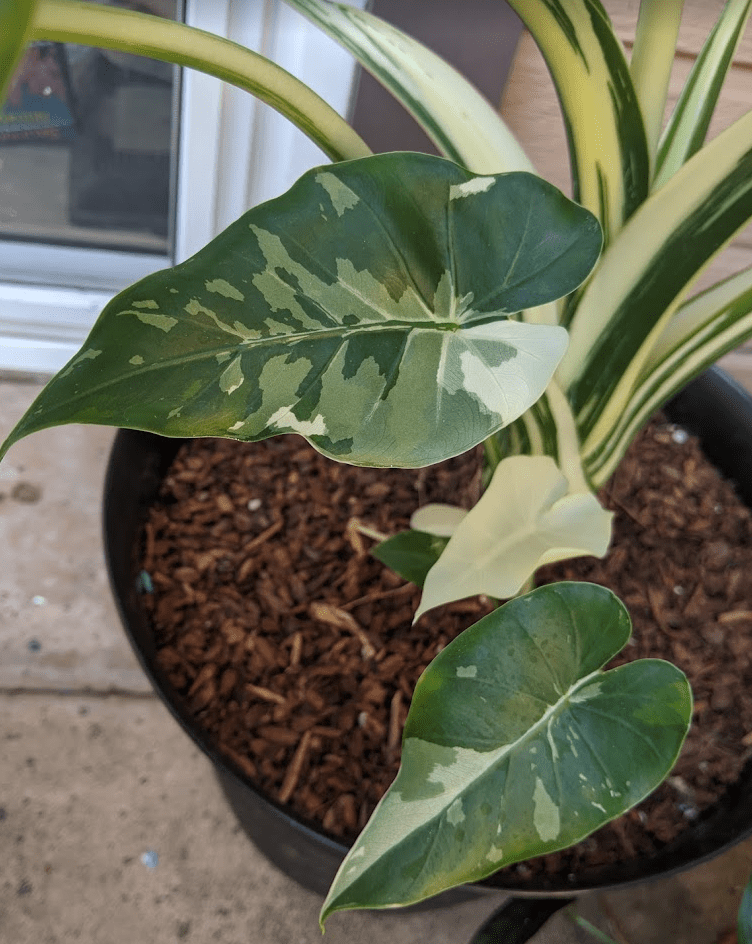 baby silver sept 2020 alocasia okinawa silver