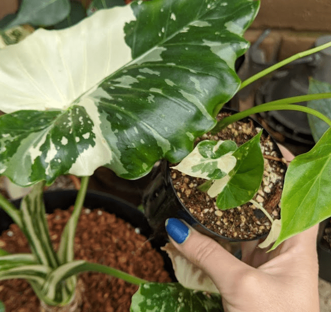 reg varie odora vs silver july 2020 variegated alocasia comparison